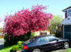 my cherry blossom tree - May 06