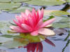 1 of the beautiful lillies on the pond at the Villa