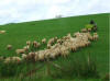 taken [on zoom] from Bev's window, the sheep following faithfully their feeder ... 